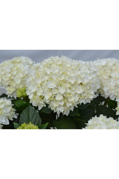 Гортензия широколистая Доппио Фредо